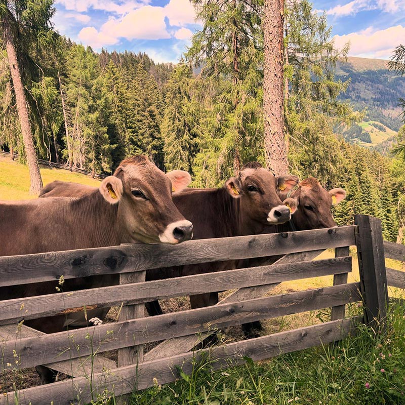 spass-am-hof2
